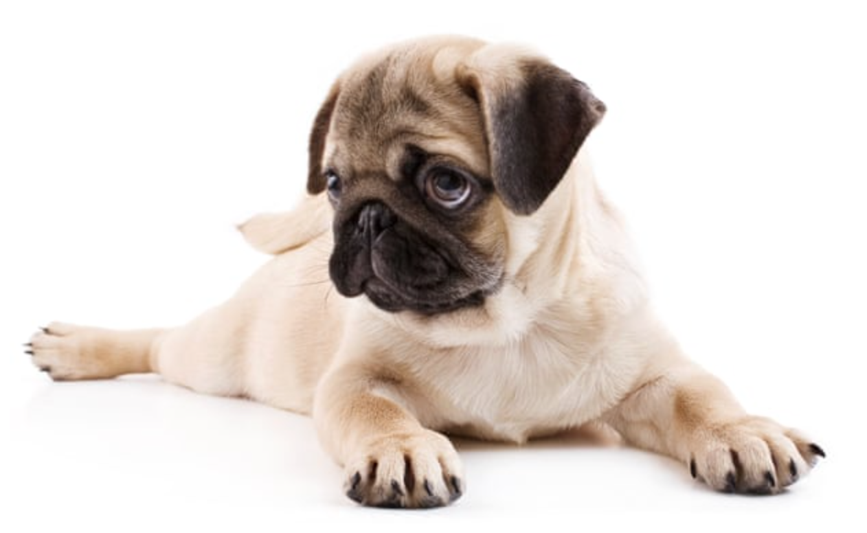 Pet
