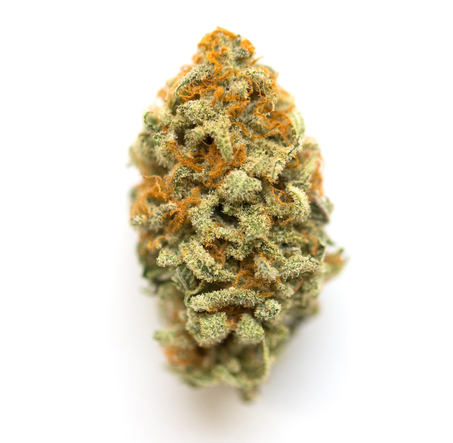 Premium Exotic Flower